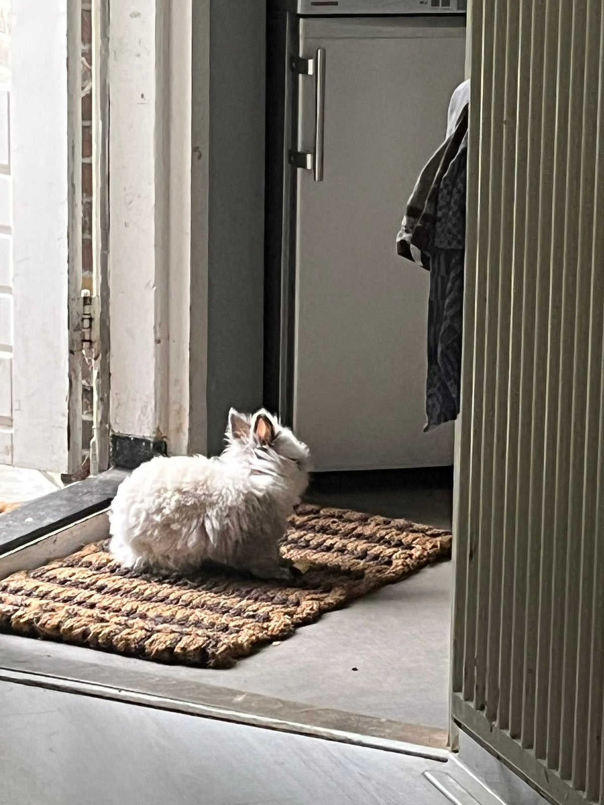 Gezocht Teddy dwerg of minilop voedster, Vrouwelijk, Dwerg