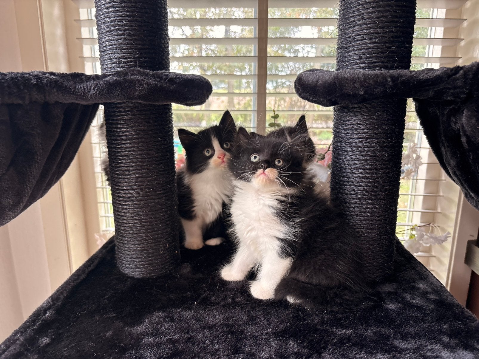 kruising Siberische kittens, Meerdere dieren, Ontwormd, 0 tot 2 jaar