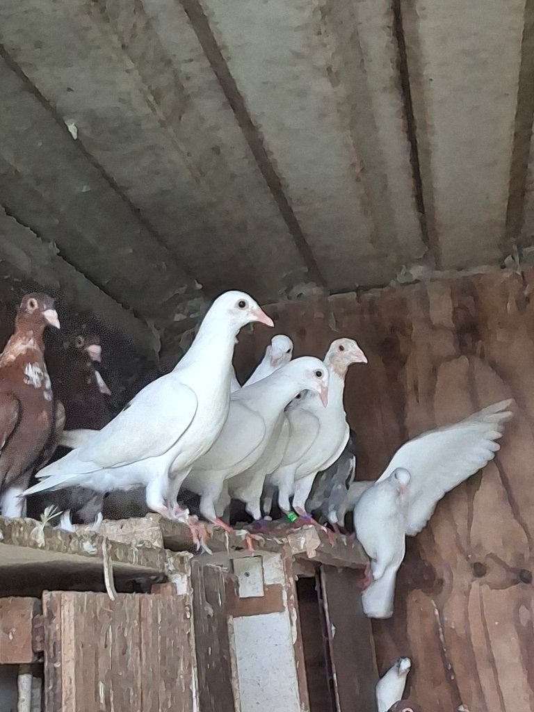 Kleurpostduiven, Dieren en Toebehoren, Meerdere dieren, Postduif