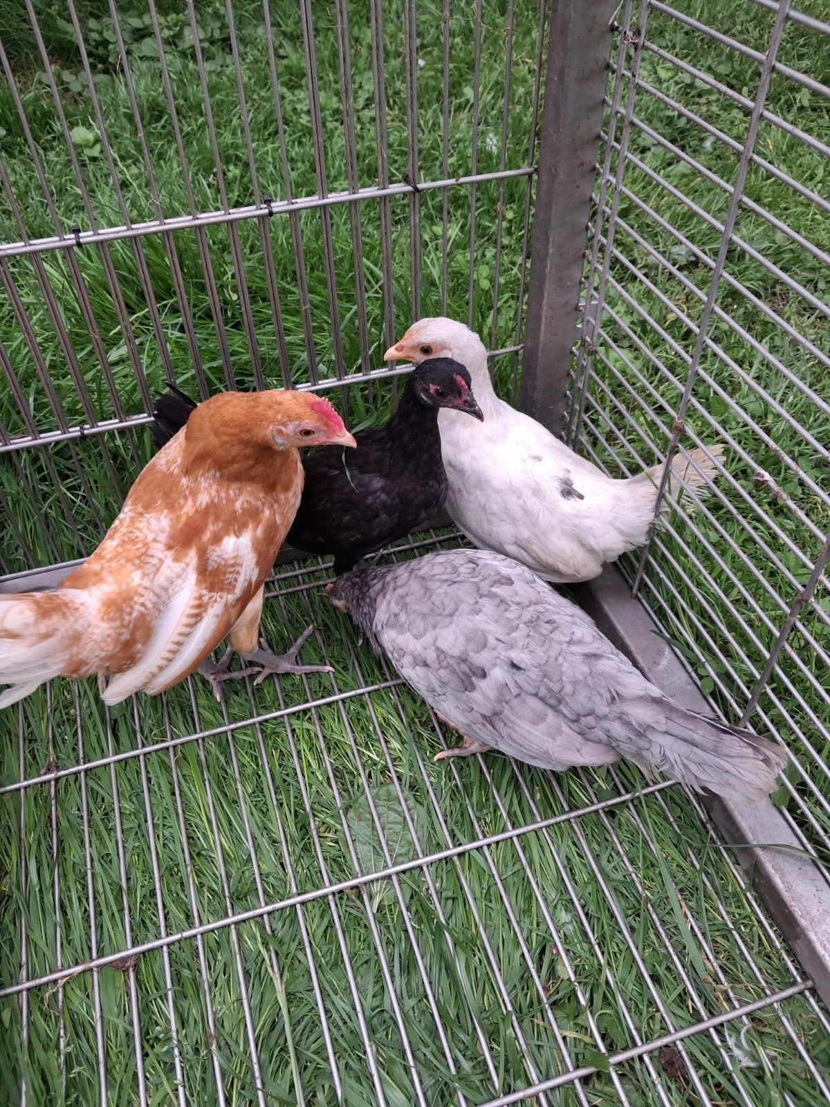 Friese hoen kippen, Meerdere dieren, Kip