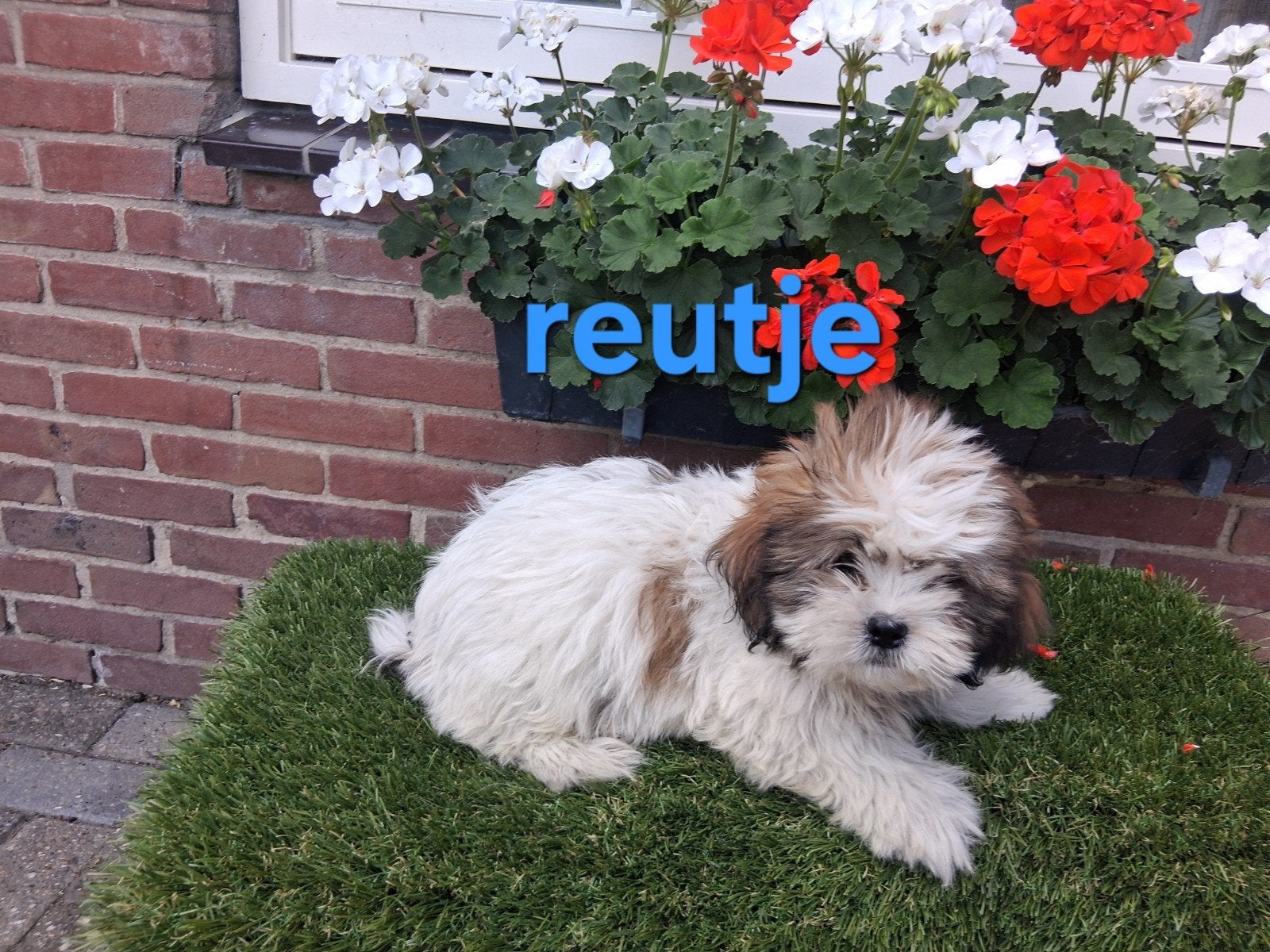 Te koop mooie speelse klein blijvende boomer pups, Parvo, Overige rassen, 8 tot 15 weken, Meerdere
