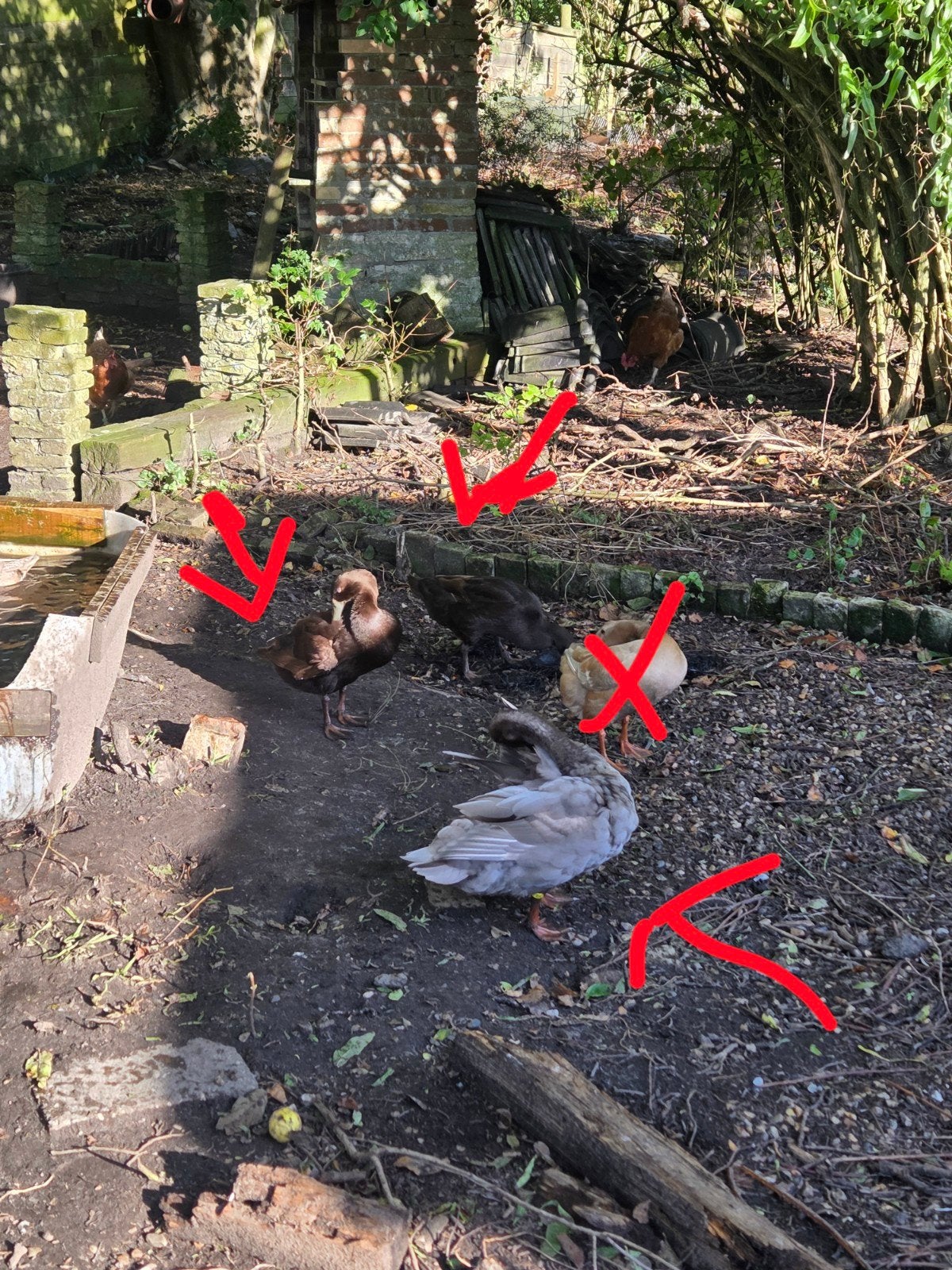 Drie Loopeenden, grijs mannetje., Dieren en Toebehoren, Meerdere dieren, Eend