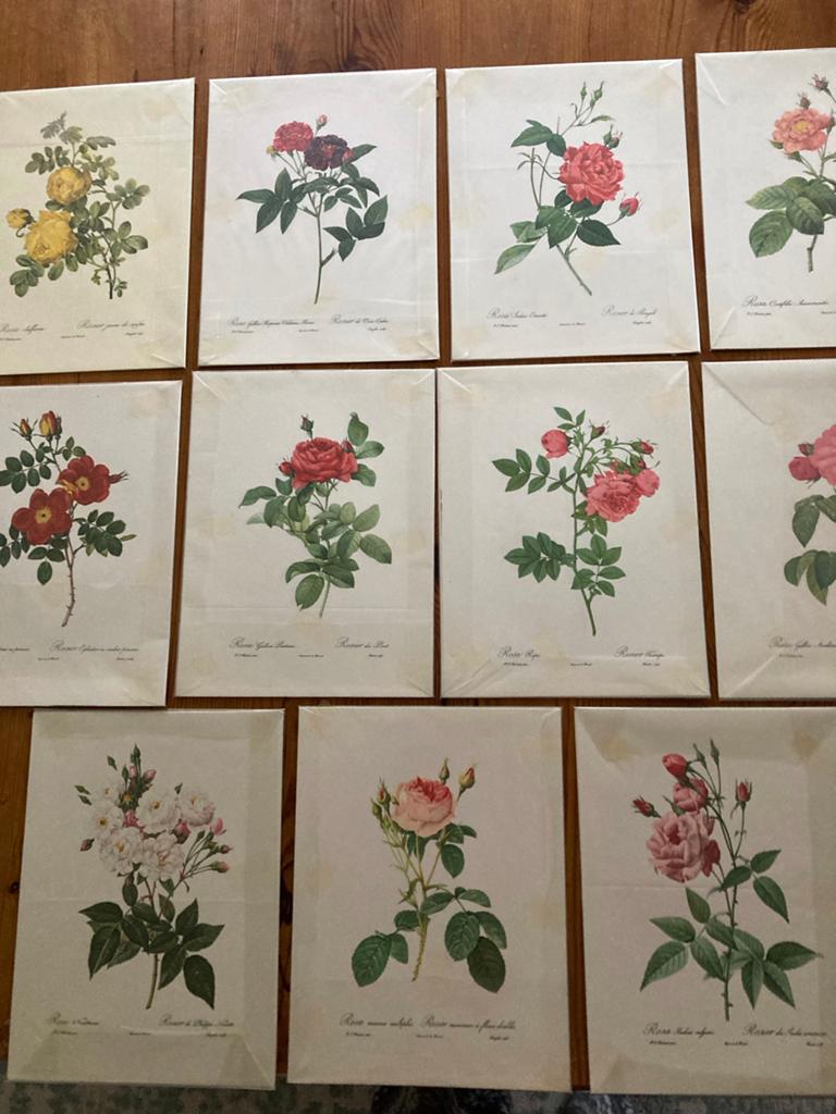 Set van 11 botanische rozenprints - Pierre-Joseph Redouté, Antiek en Kunst, Ophalen of Verzenden