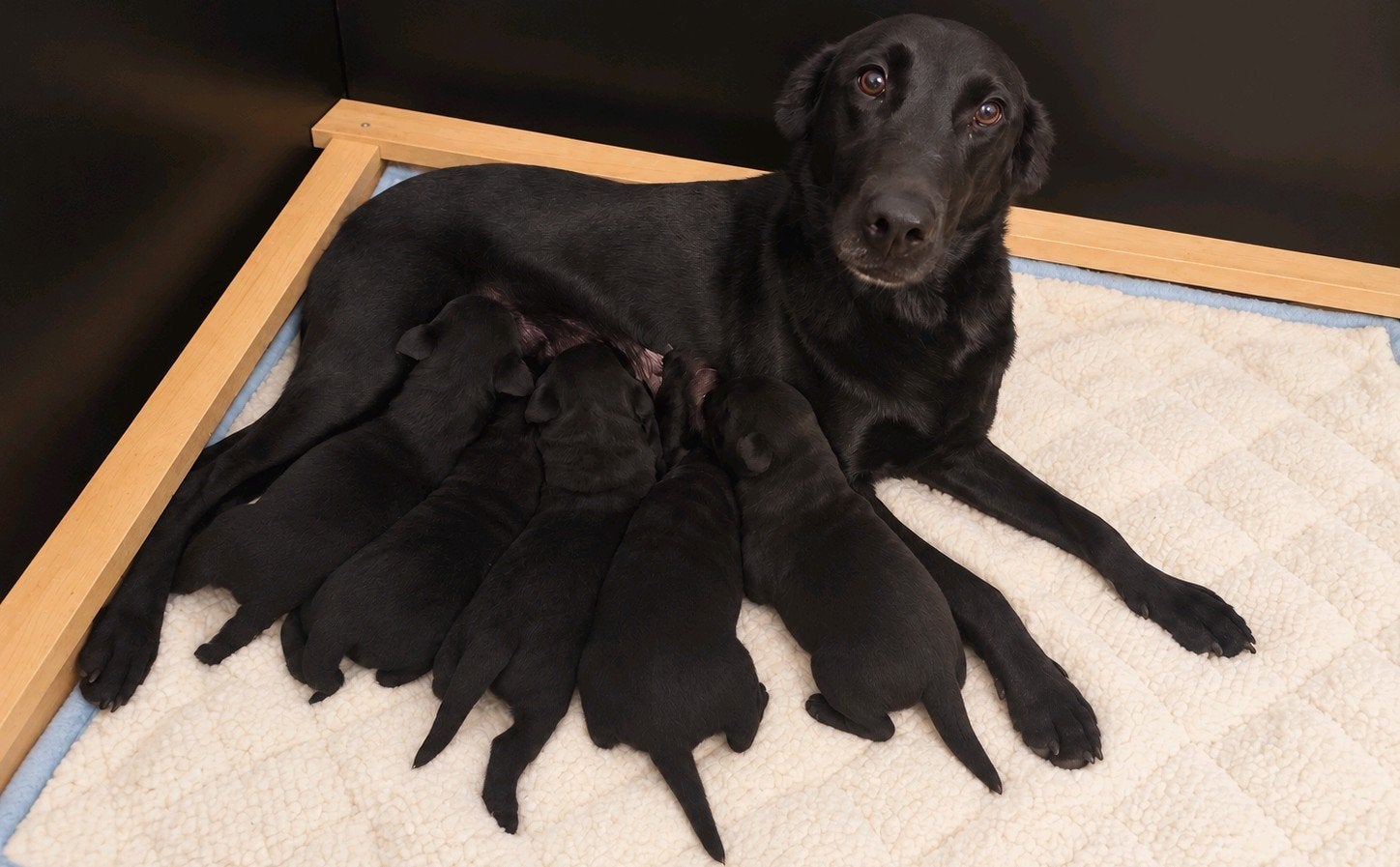 Labrador Retriever, België, Particulier, Labrador retriever, Meerdere