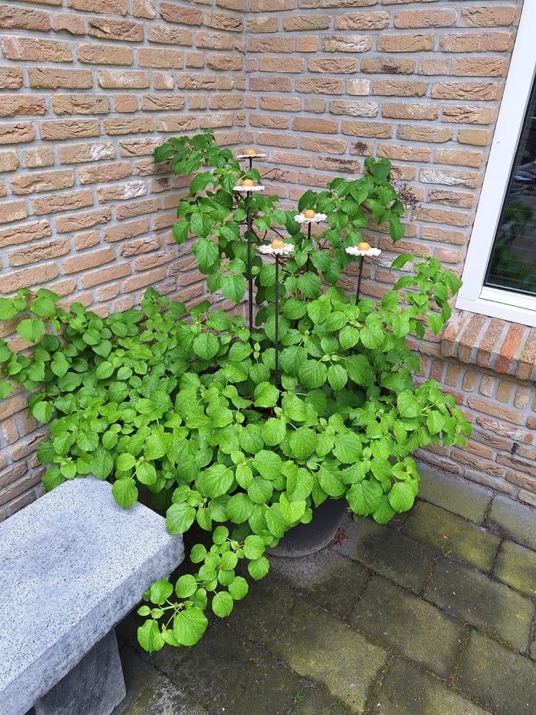 Grote klimhortensia (Hydrangea anomala subsp. petiolaris), Tuin en Terras, Planten | Tuinplanten, Ophalen, Overige soorten, Halfschaduw