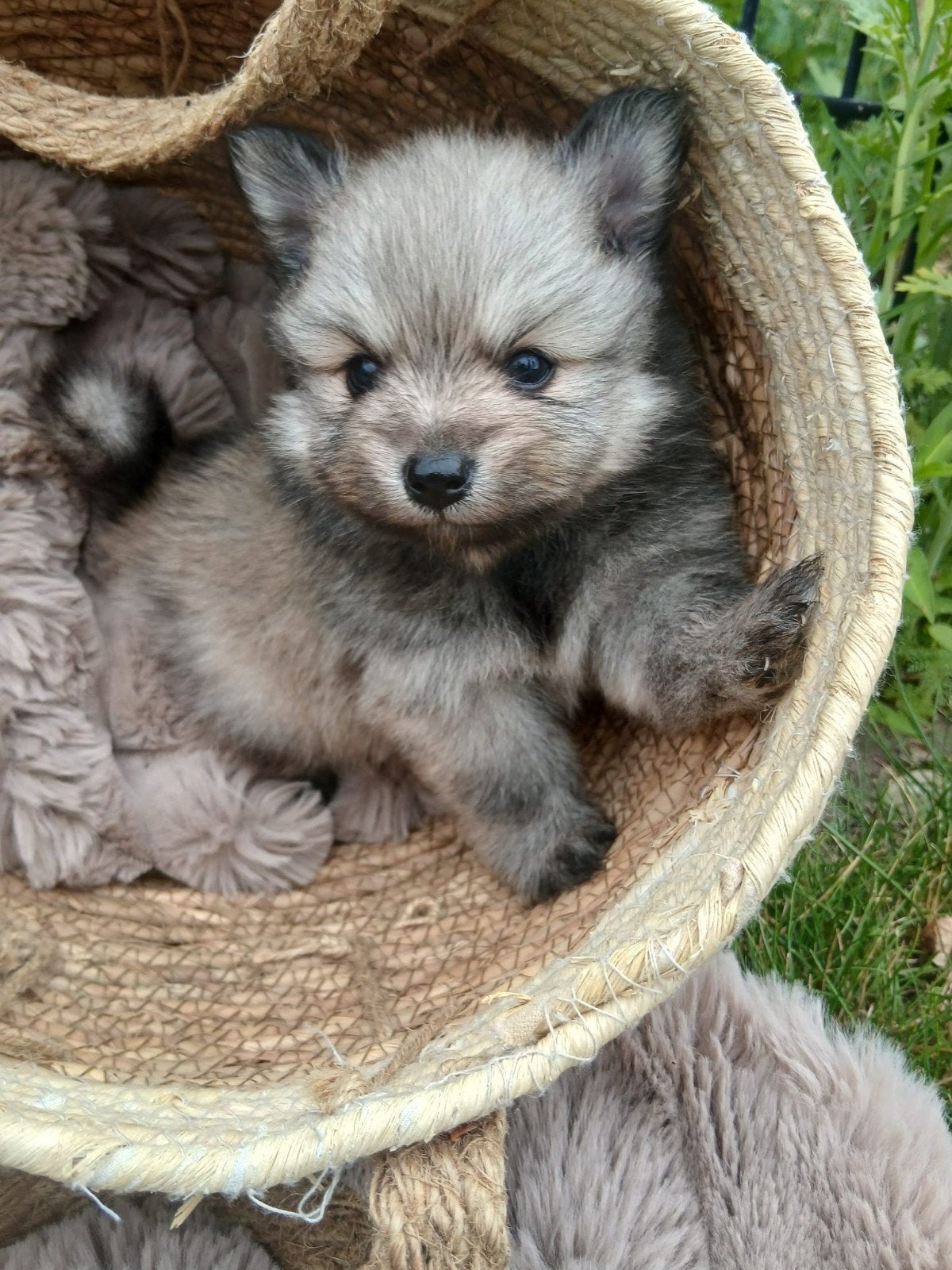 Prachtig pomchi reutje, Dieren en Toebehoren, Reu, 8 tot 15 weken, Eén hond, Klein