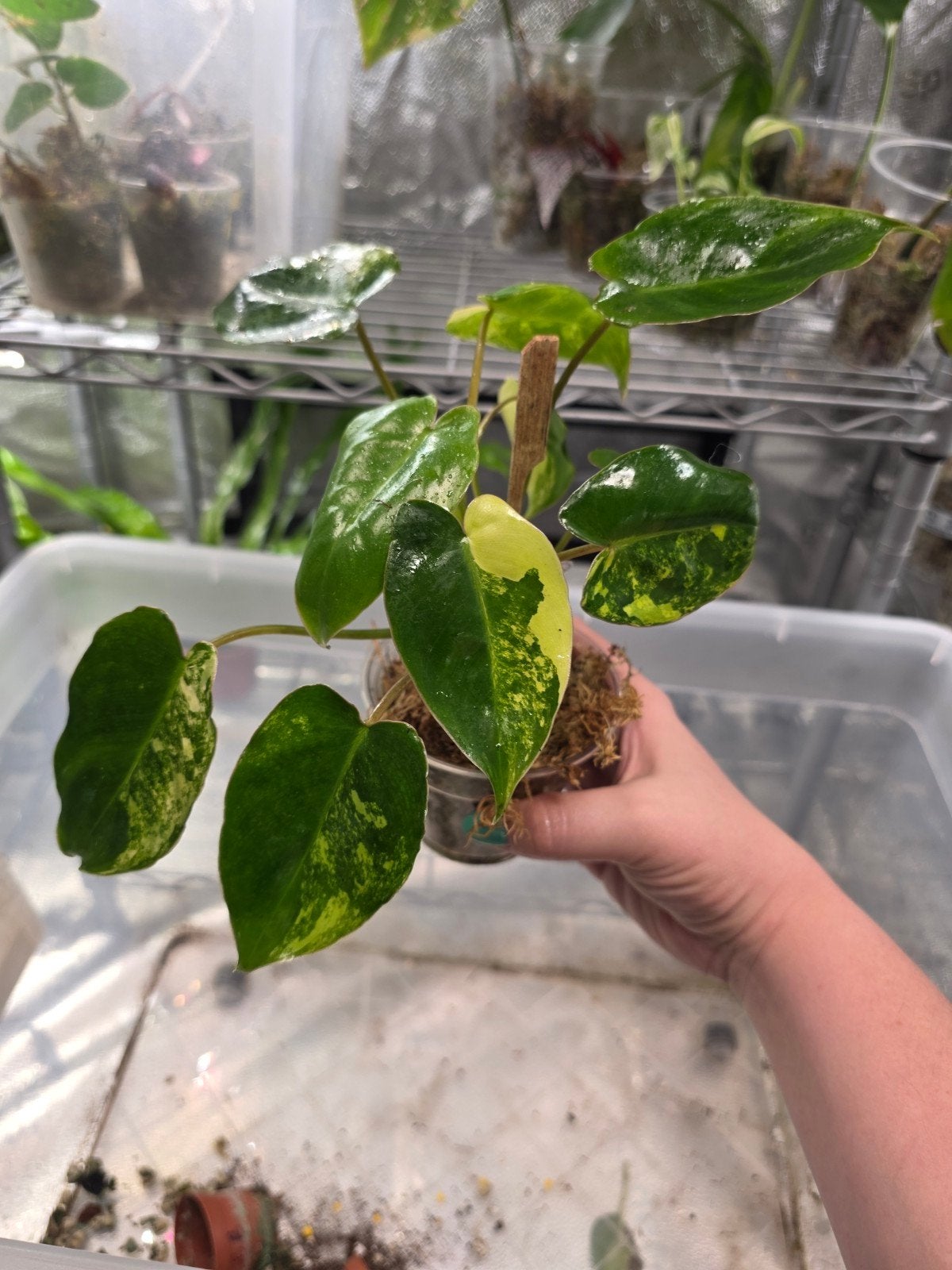 philodendron burle marx vari, Huis en Inrichting, Kamerplanten, Ophalen of Verzenden, Halfschaduw, Minder dan 100 cm
