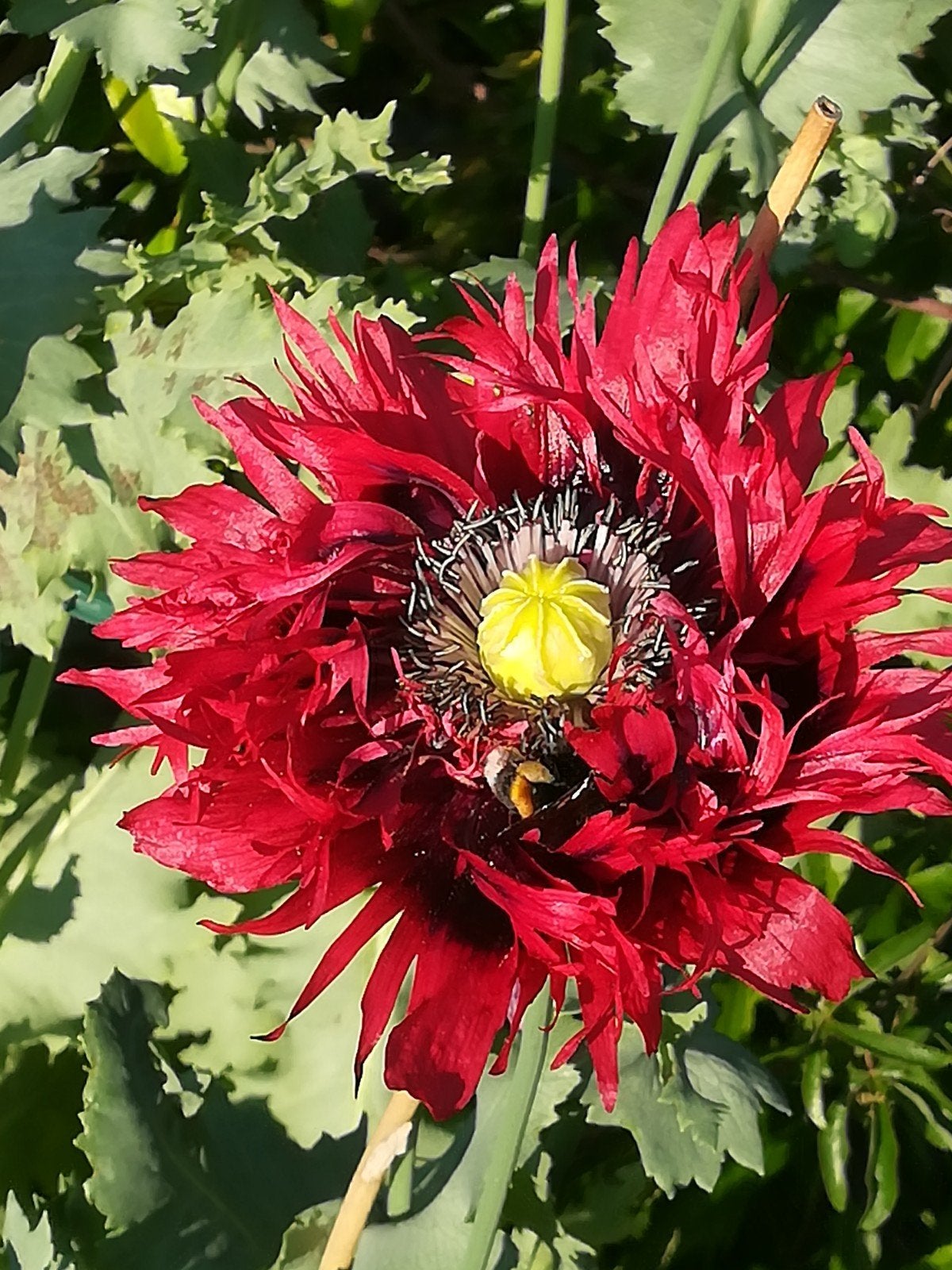 Papaver Somniferum Rood zaden, "Slaapbol", Tuin en Terras, Verzenden, Volle zon