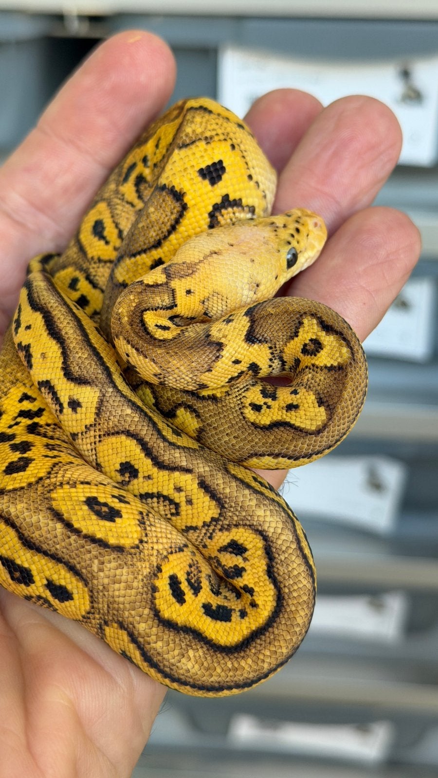 Pastel clowns nakweek 2026 mannen en vrouwen Ball Python Ball Python photo 3