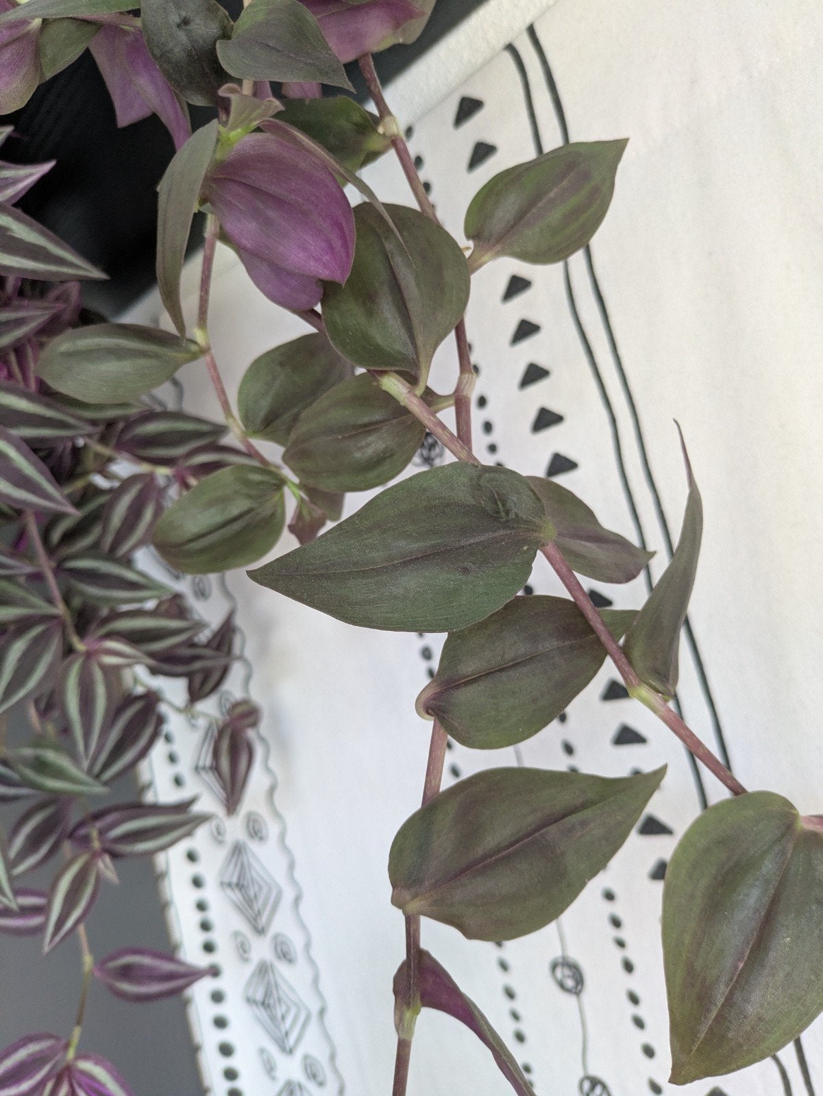 Tradescantia Zebrina Purpussii, Huis en Inrichting, Ophalen of Verzenden, Halfschaduw, Minder dan 100 cm