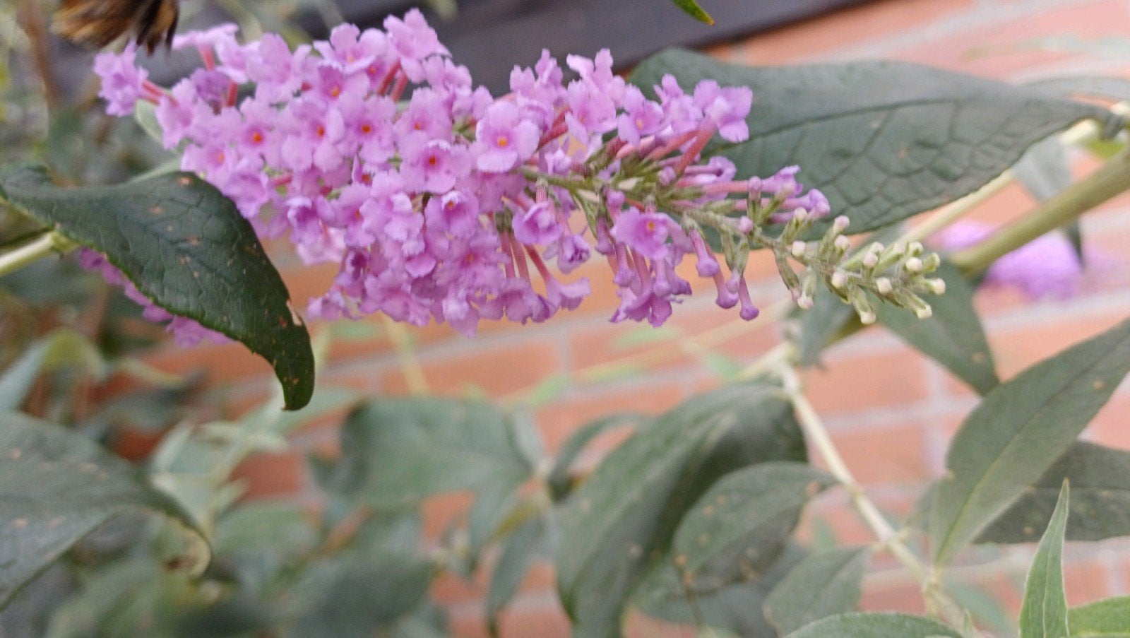 3 Vlinderstruiken (Buddleja) - Kleur wit of paars, Ophalen, Vlinderstruik, Minder dan 100 cm