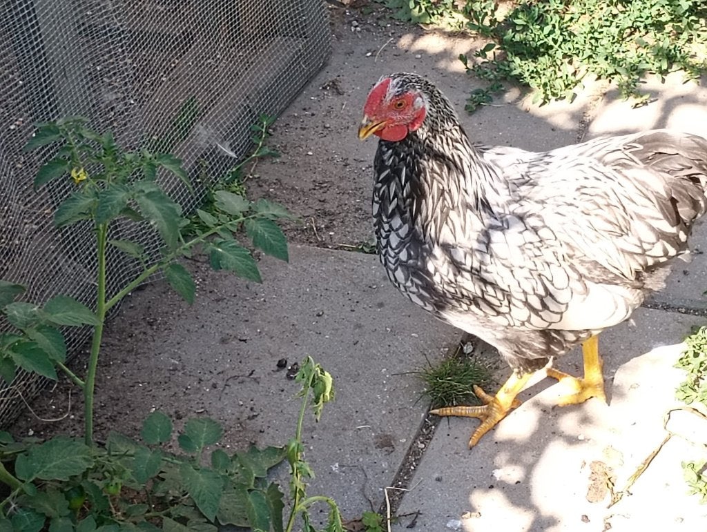 Wyandotte-krielhaantjes, Dieren en Toebehoren, Pluimvee, Mannelijk, Kip