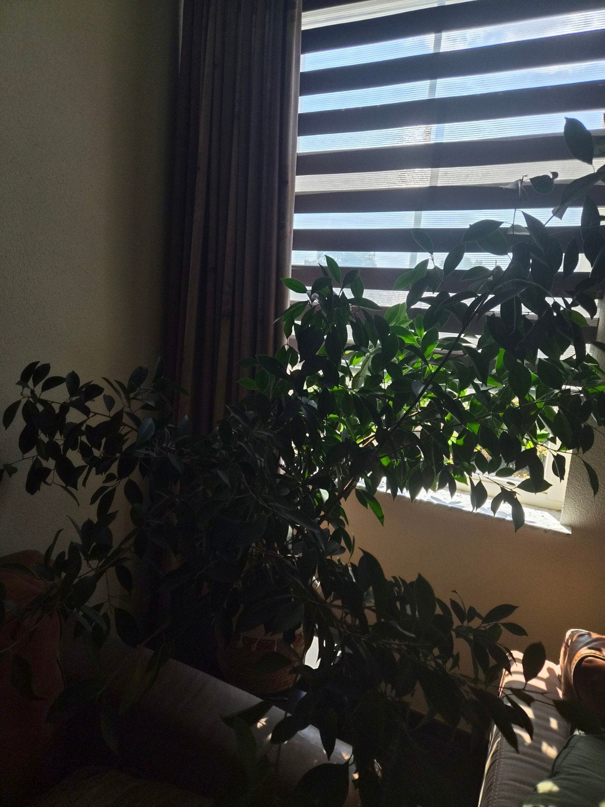 mooie gezonde 2 grote Ficus benjamina (treurvijg) te koop., Ophalen, Ficus, 100 tot 150 cm, Halfschaduw