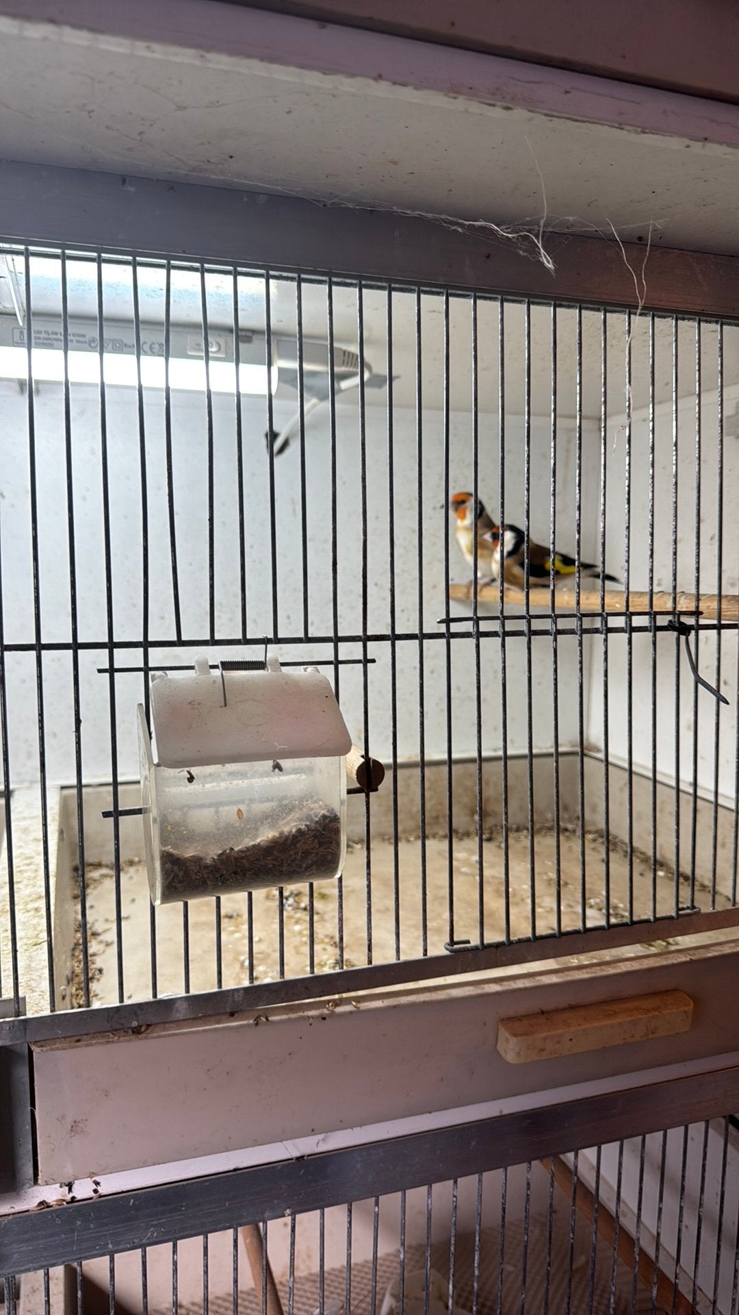 Majoor putters, Mannelijk, Wildzangvogel, Geringd