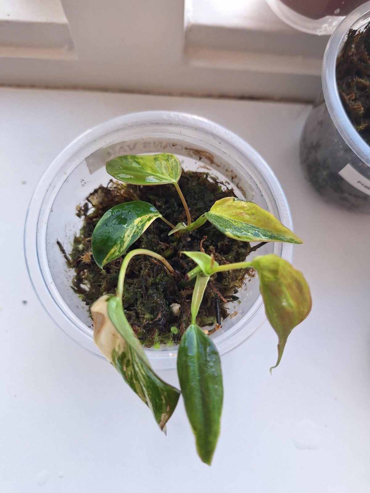 Philodendron Micans Variegata - Geworteld stekje, Huis en Inrichting, Kamerplanten, Ophalen of Verzenden