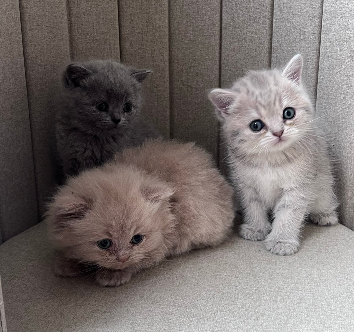Britse Langhaar Kittens (11 weken oud), Dieren en Toebehoren, Katten en Kittens | Overige Katten, Langharig, Poes, 0 tot 2 jaar