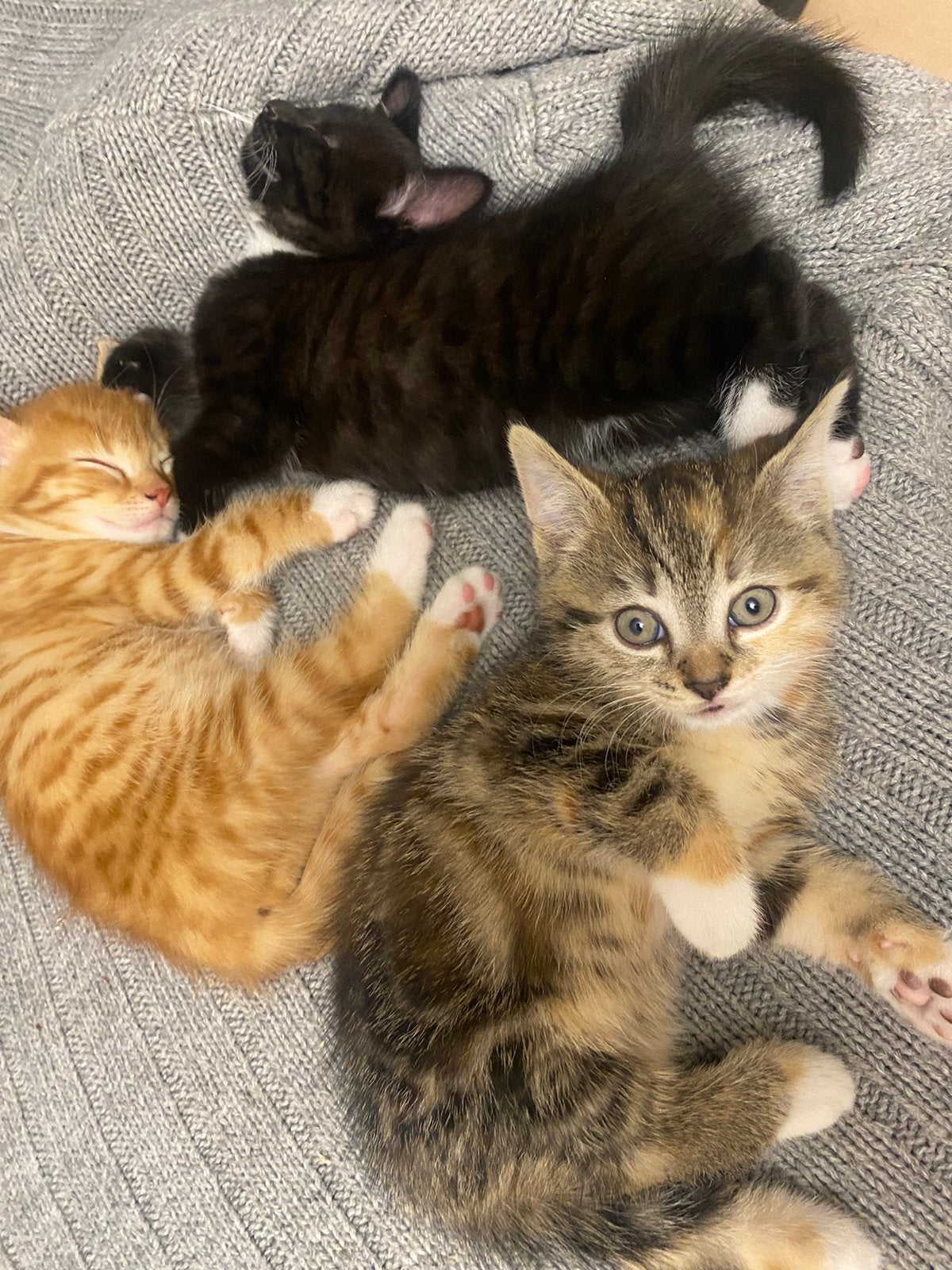 Liefe kittens