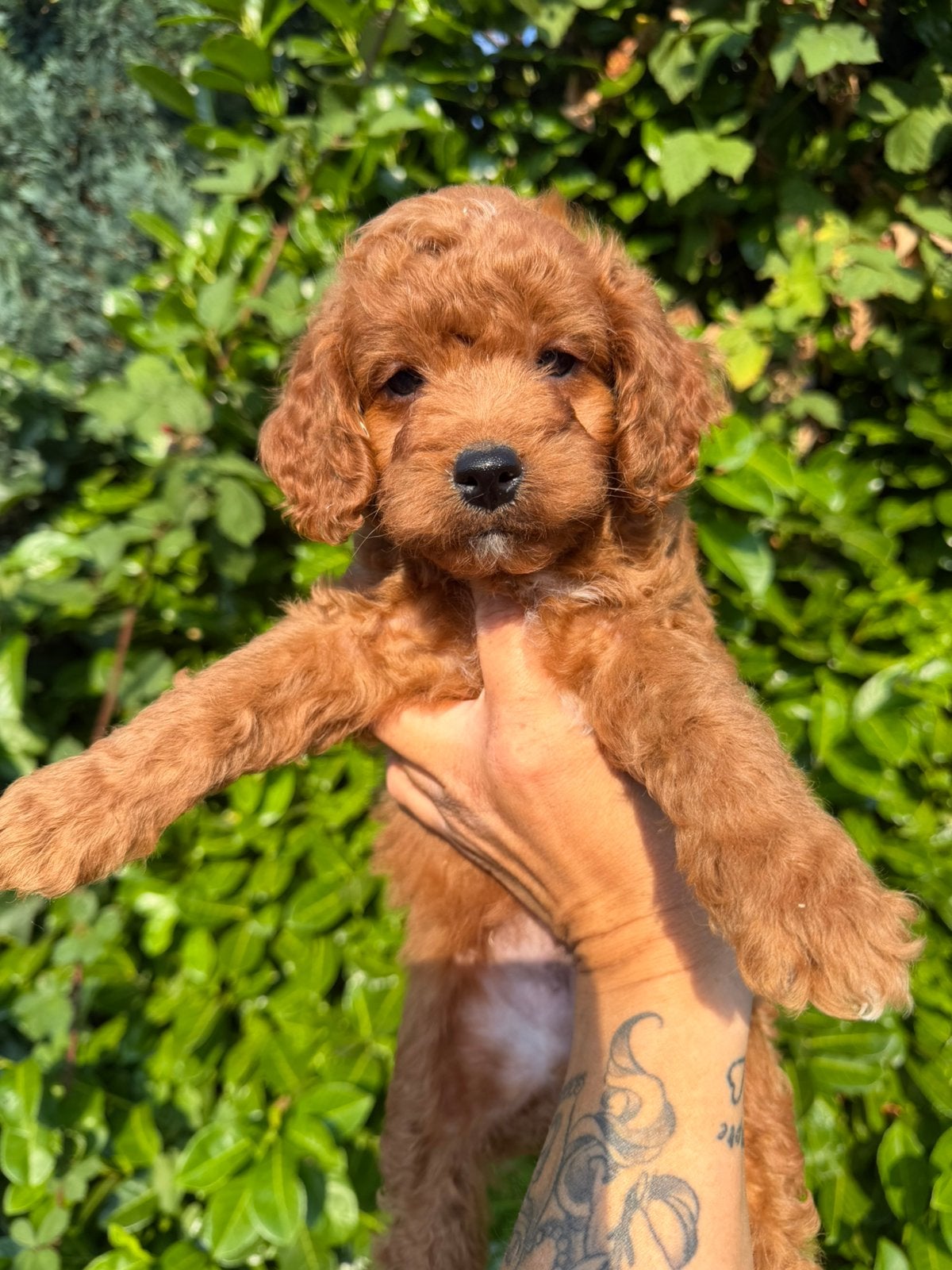 Maltipoo pups, maltipoo x toy poedel abrikoos, Parvo, Nederland, Overige rassen, 8 tot 15 weken