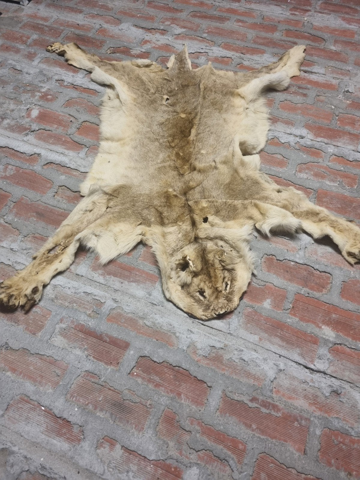 Vintage Leeuwenvel - Uniek Decoratiestuk, Ophalen of Verzenden