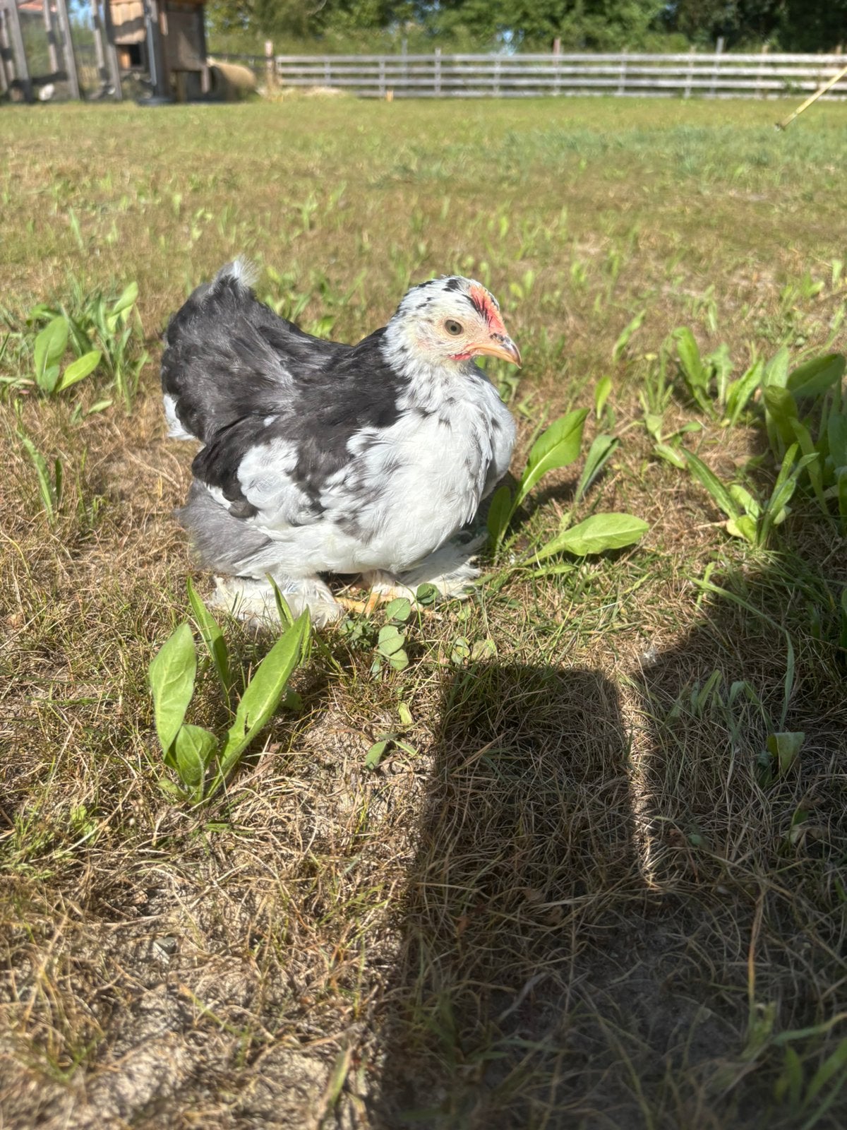 Mooi Cochin kriel haantje, Mannelijk, Kip