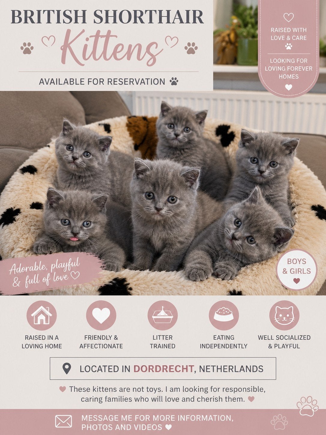 British Shorthair Blue, Kater, Kortharig, 0 tot 2 jaar