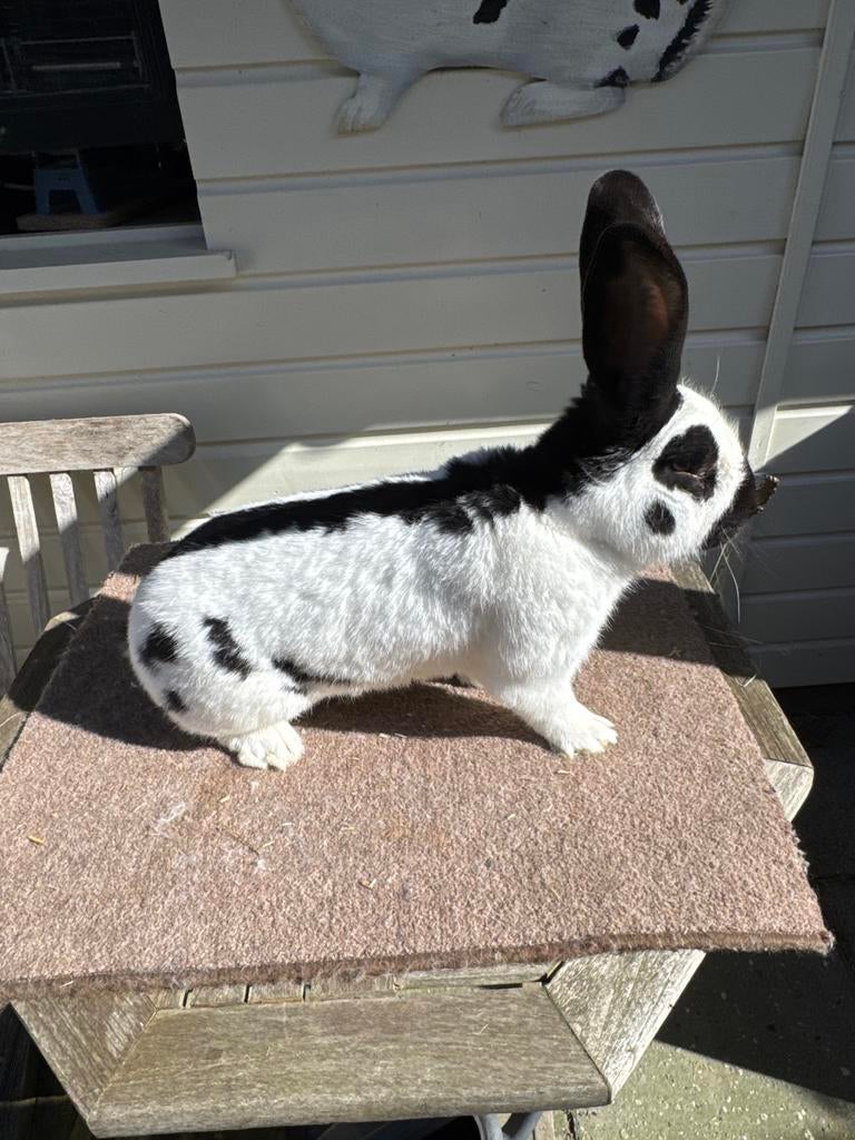 Groot lotharinger, Dieren en Toebehoren, Konijnen, Groot, Mannelijk
