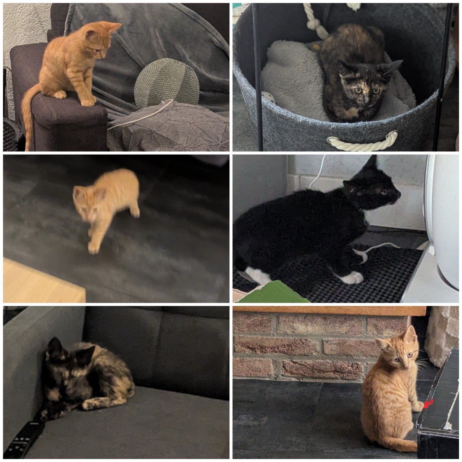 kittens zoeken een huisje, Dieren en Toebehoren, Katten en Kittens | Overige Katten, Meerdere dieren, Kortharig, 0 tot 2 jaar