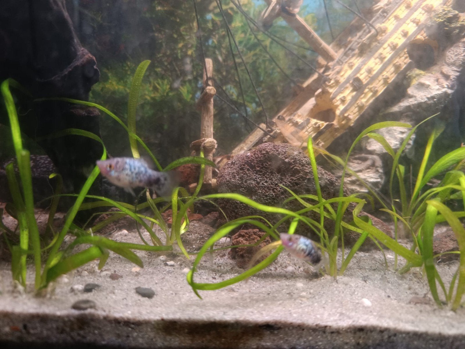 Verschillende Platy's/Mollies €5 per groepje, Dieren en Toebehoren, Vissen | Aquariumvissen, Vis