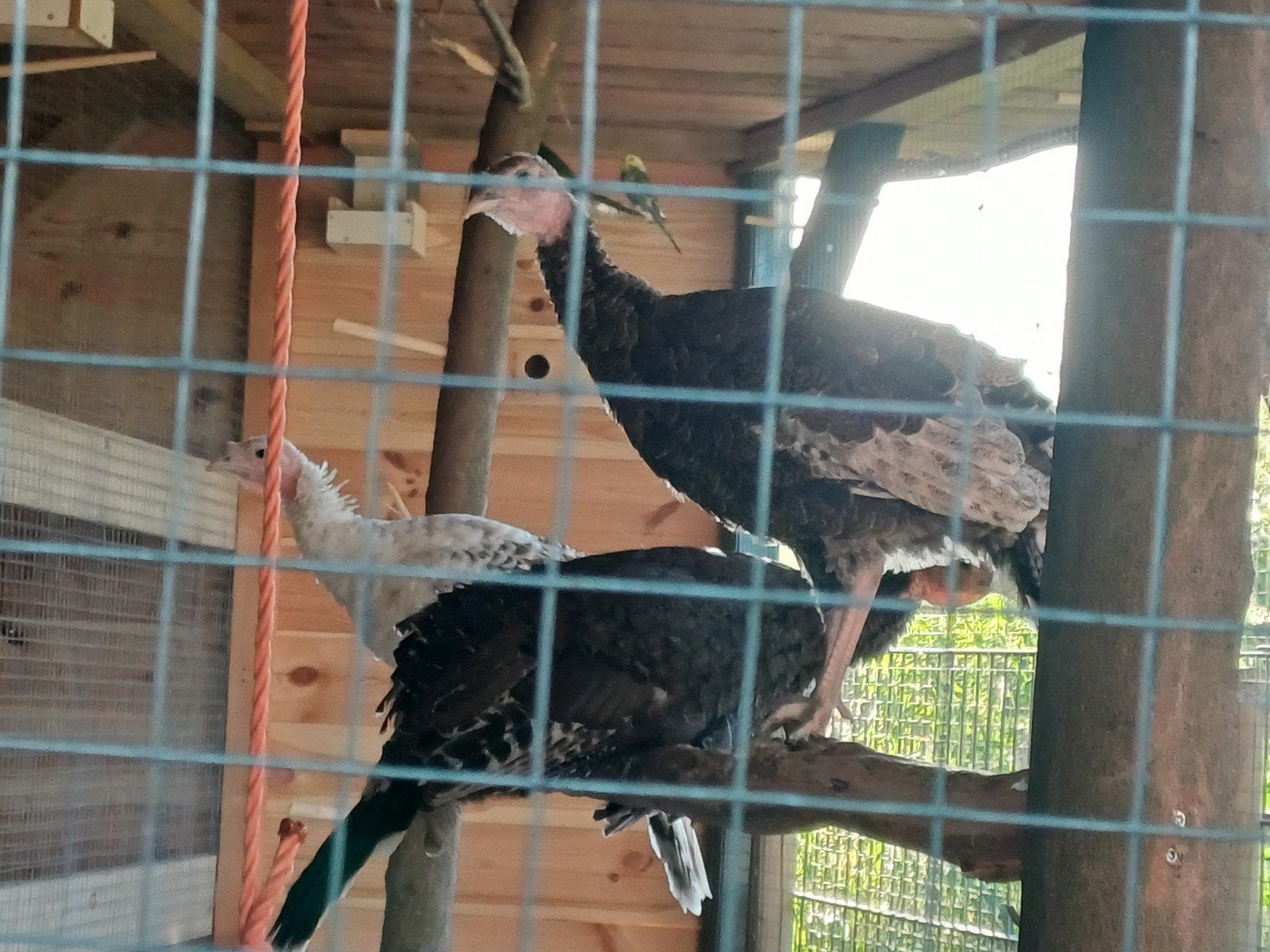 jonge kalkoenen te koop., Meerdere dieren, Kalkoen