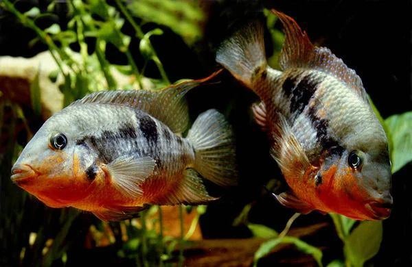 Gezocht Vuurkeel cichlide female, Dieren en Toebehoren, Vissen | Aquariumvissen, Vis, Zoetwatervis