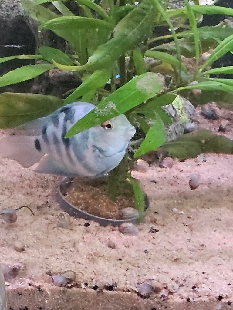 Bleu polar parrot cichliden, Dieren en Toebehoren, Vis