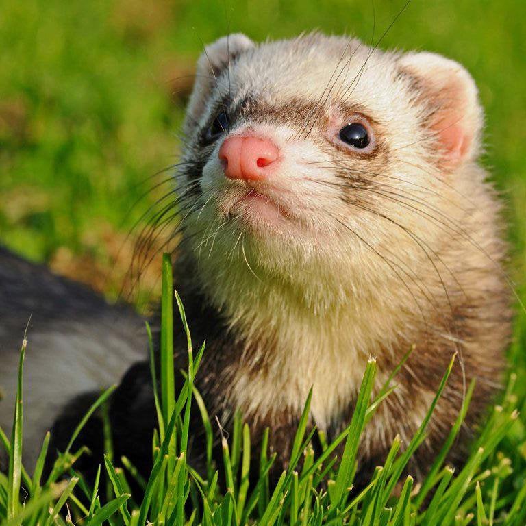 GEZOCHT vrouwelijk fretje, Dieren en Toebehoren, Juni, Vrouwelijk