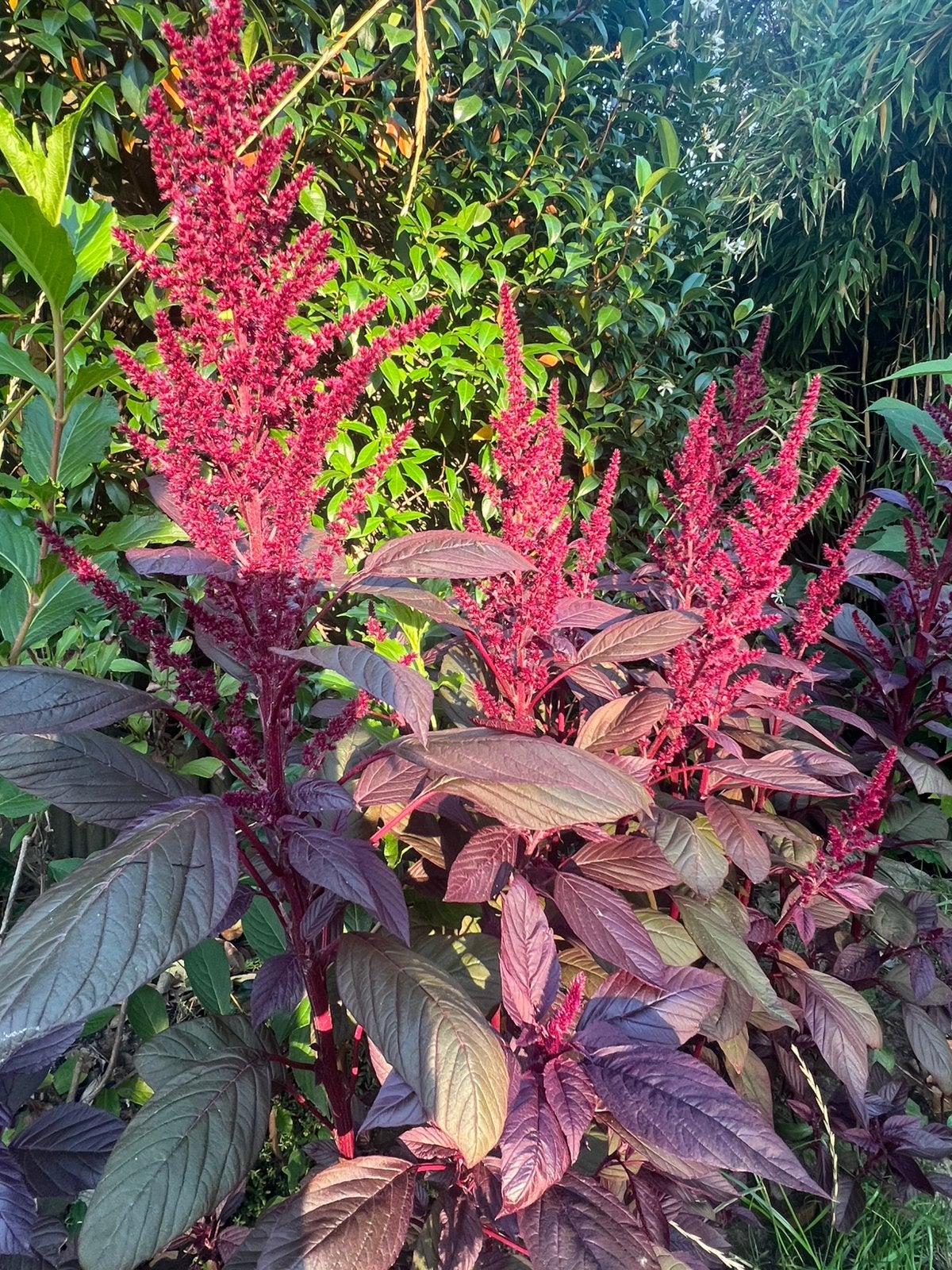 Tuinplanten amarant mooie pluimen ✅ ophalen of versturen, Ophalen of Verzenden, Overige soorten