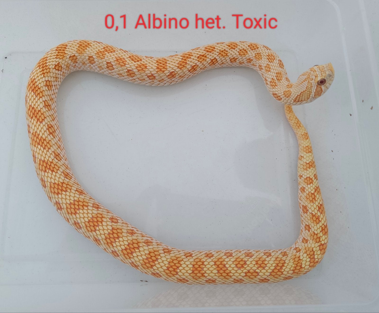 Haakneusslangen - Heterodon nasicus Hognose Snake photo 5