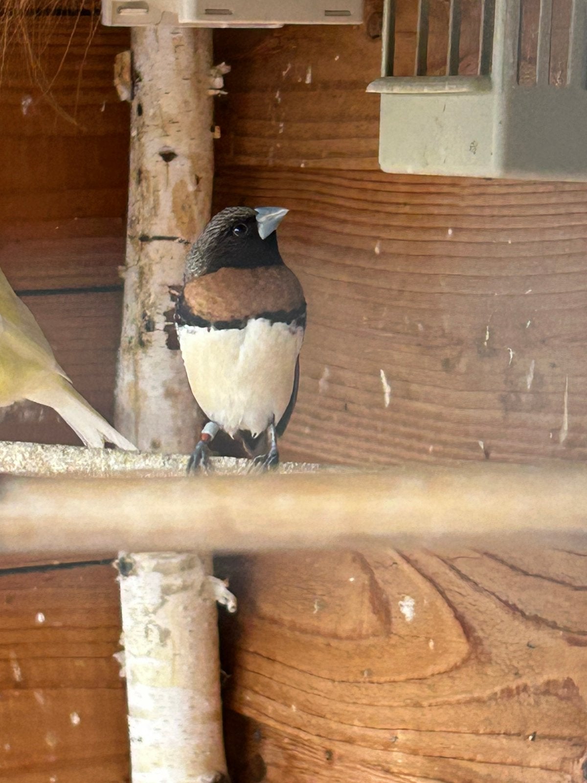 Bruinborstriet Vink man, Dieren en Toebehoren, Vogels | Overige Vogels, Mannelijk, Tropenvogel