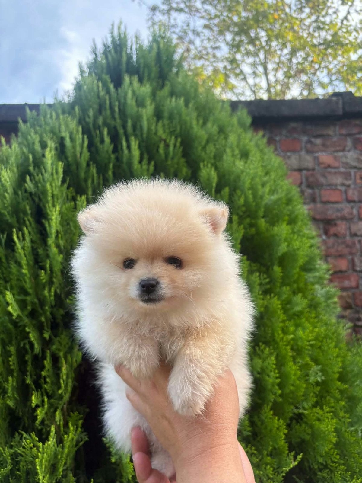 Pomeriaan puppy, Dieren en Toebehoren, België, Fokker | Hobbymatig, Keeshond, Reu