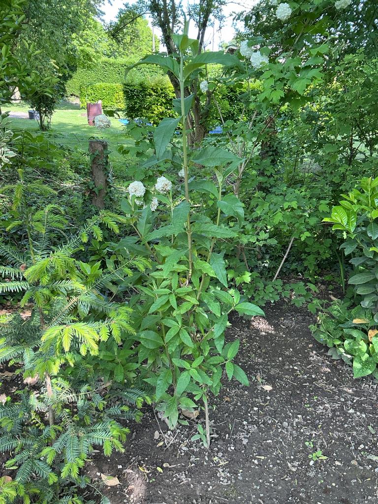 Vlinderstruiken, Ophalen, Vlinderstruik, Struik, 100 tot 250 cm