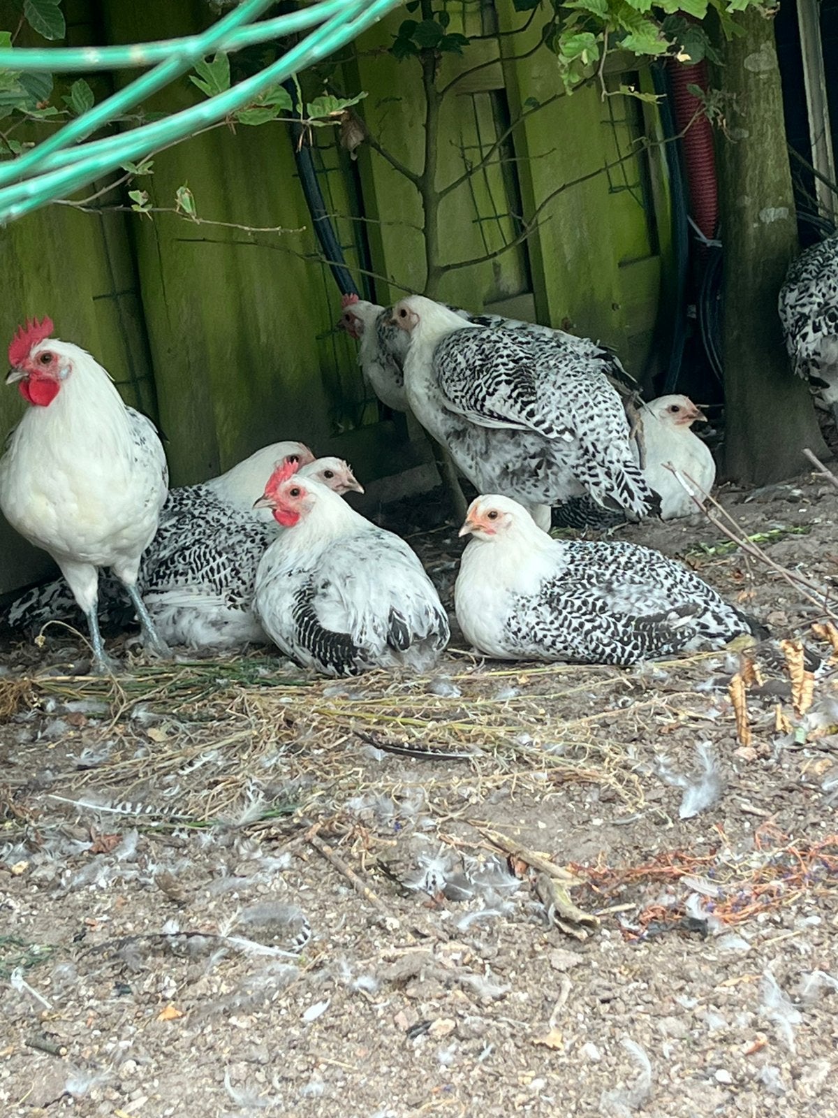 Groninger Meeuwen groot soort, Dieren en Toebehoren, Vrouwelijk, Kip