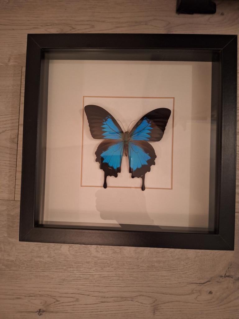 Opgezette vlinder in lijst. Papillio Ulysses, Ophalen of Verzenden, Nieuw, Insect, Opgezet dier