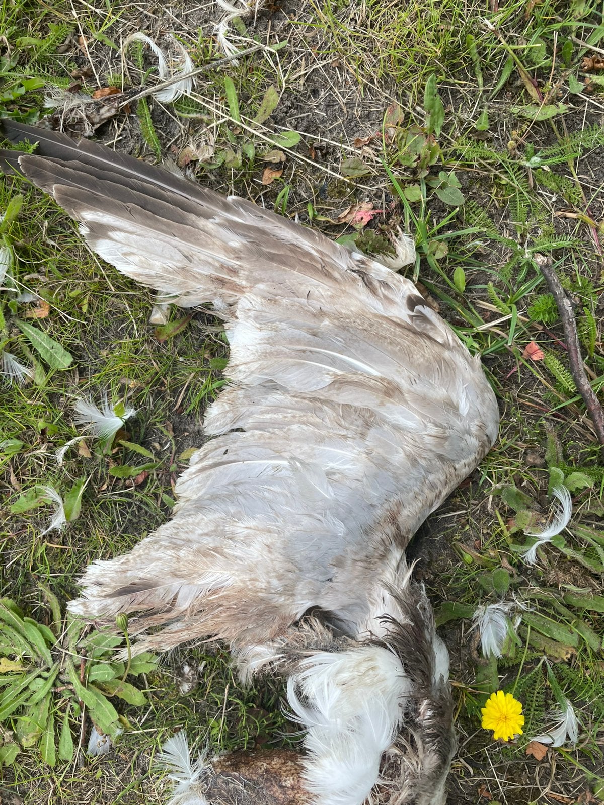Gezocht: dode dieren, Ophalen of Verzenden, Nieuw