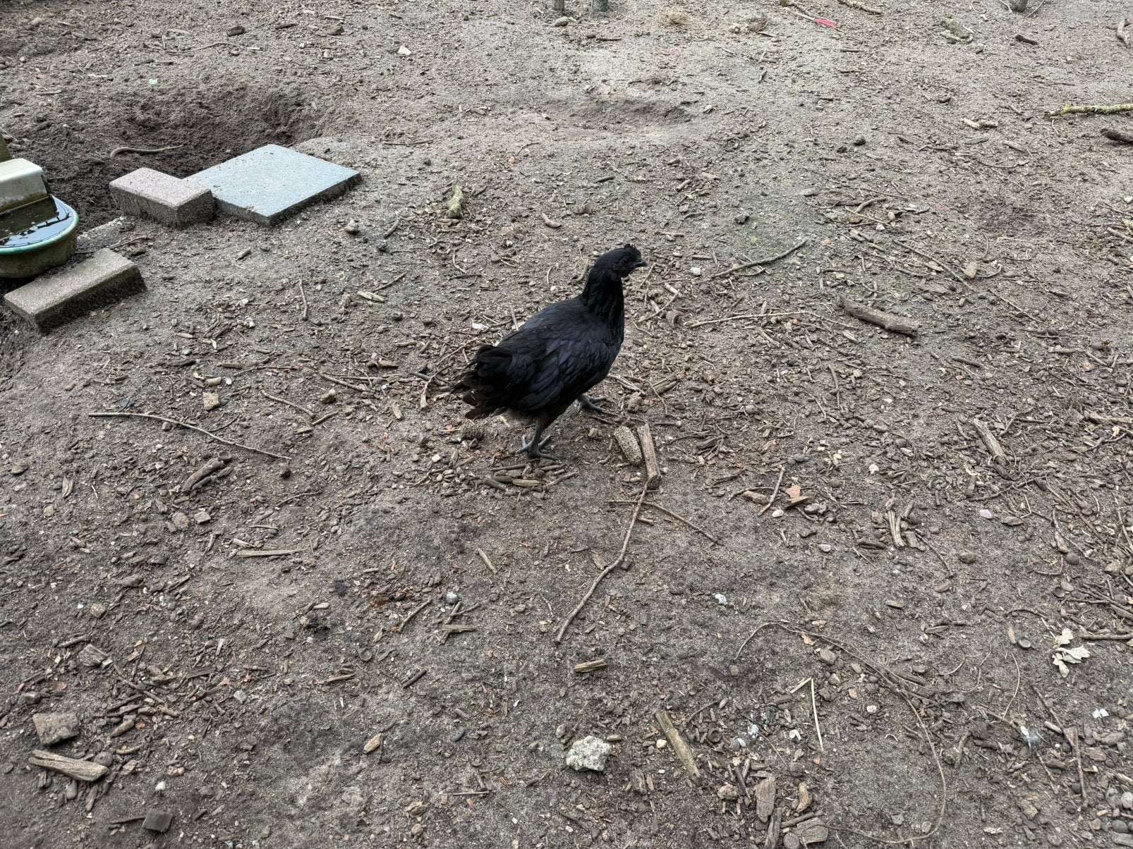 Ayam Cemani jonge hanen, Dieren en Toebehoren, Kip