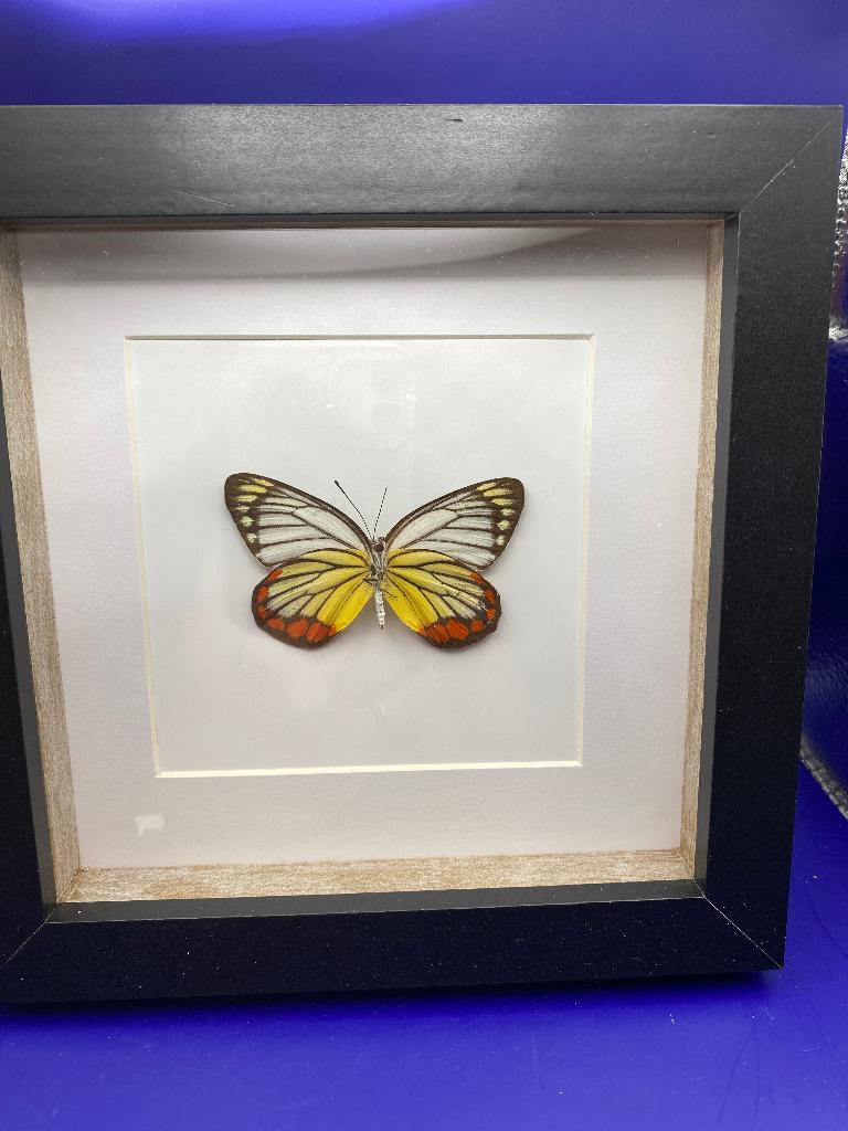 vlinder Delias Hyparete, Ophalen of Verzenden, Nieuw, Insect, Opgezet dier