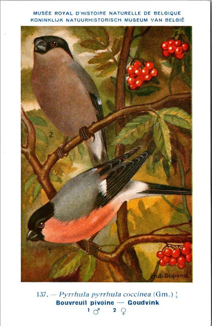 Goudvink / Eurasian Bullfinch – Nº 137 – (KBIN / IRSNB), Verzamelen, Verzenden, 1940 tot 1960, Ongelopen, Vogel