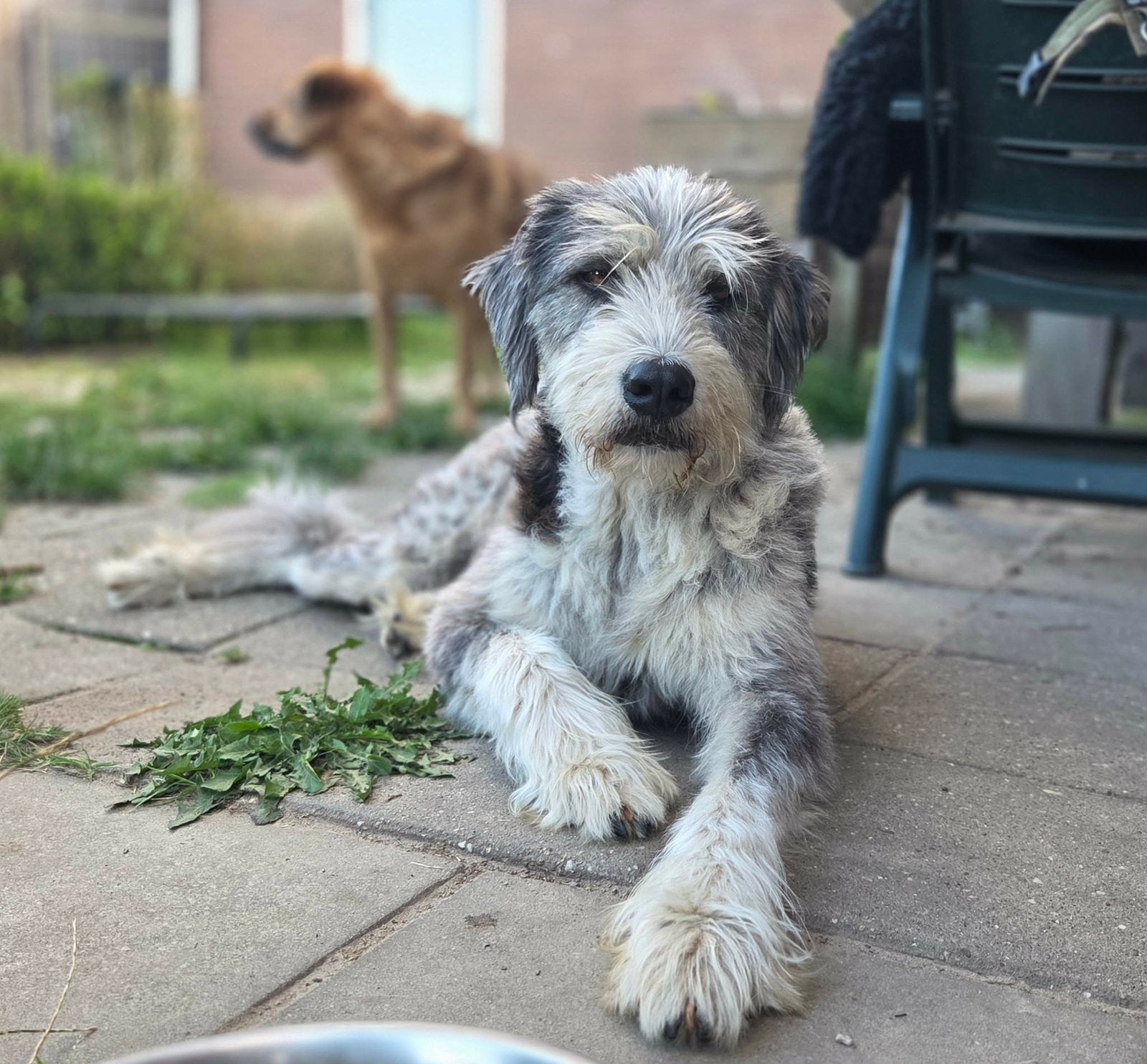 Wulkje, roemeense herder mix reu gecastreerd 7 jaar, Dieren en Toebehoren, 6 jaar of ouder, Particulier, Reu, Buitenland