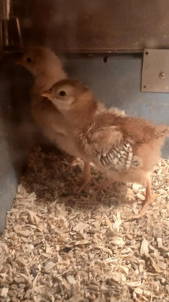 2 mooie kuikens van de bruine legkip, Dieren en Toebehoren, Geslacht onbekend, Kip