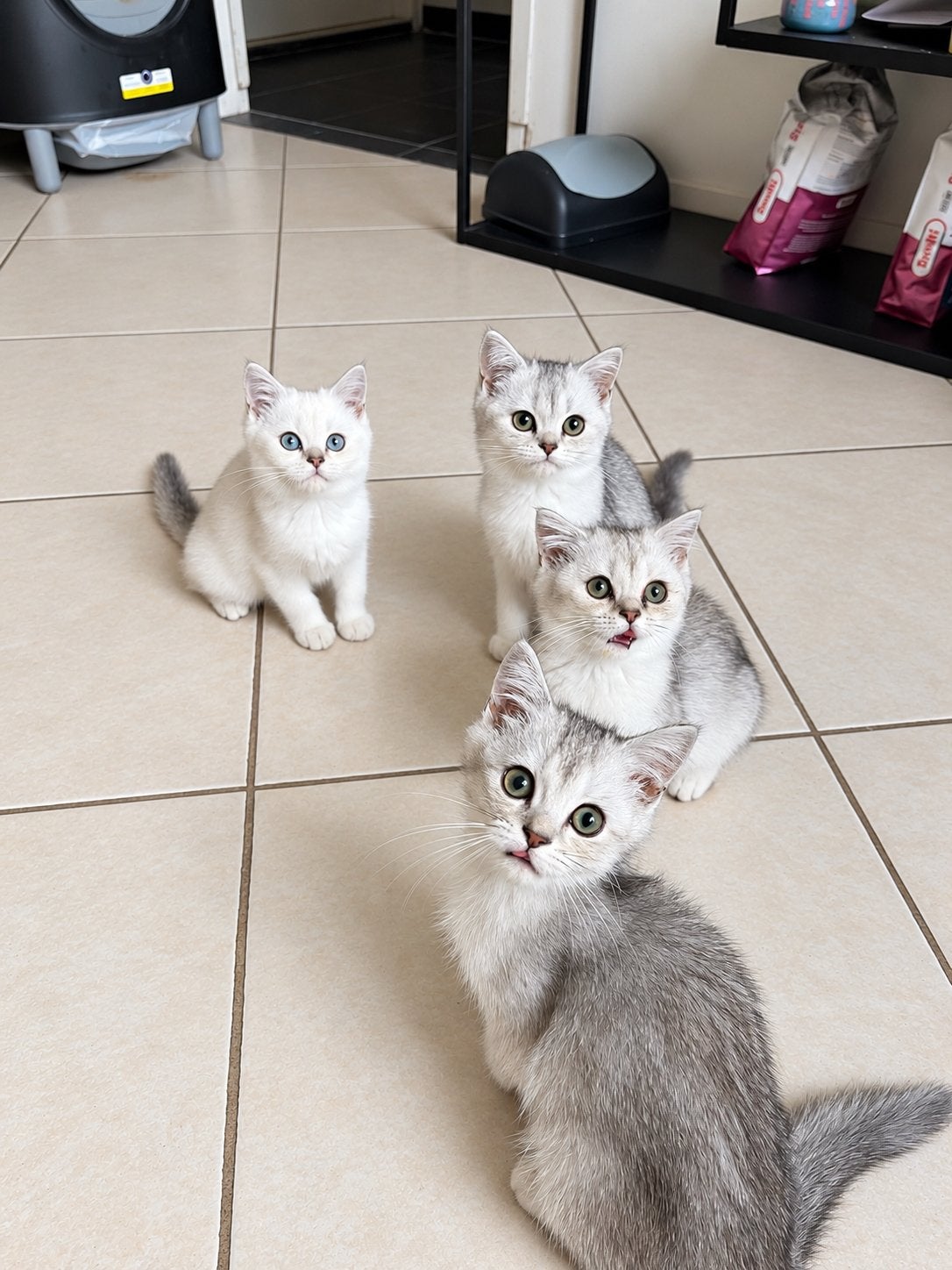Britse Korthaar kittens – direct beschikbaar, Meerdere dieren, Gechipt