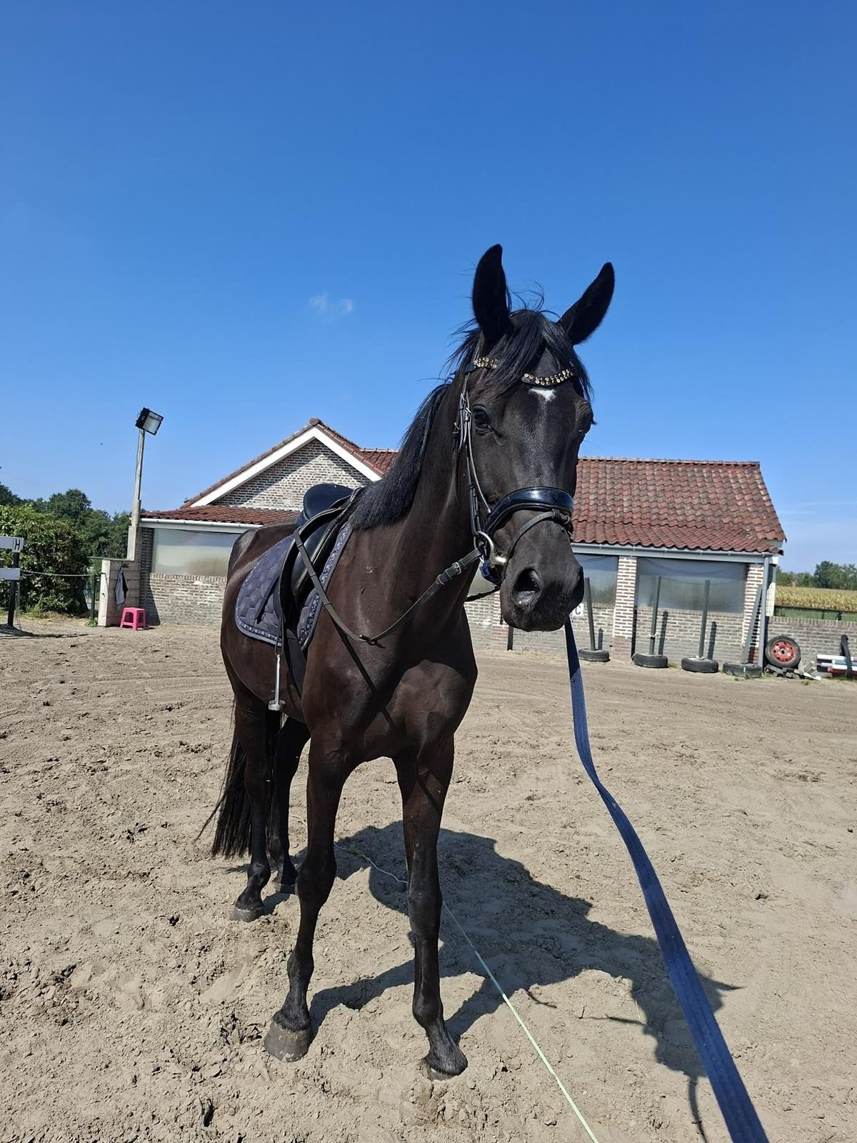 Prachtige 4-jarige zwarte ruin😍🐎!!!, Ruin, Dressuurpaard, 3 tot 6 jaar, 165 tot 170 cm