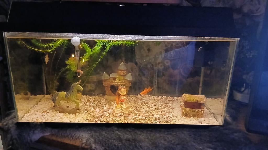 Aquarium met verlichting vissen en decoratie, Ophalen
