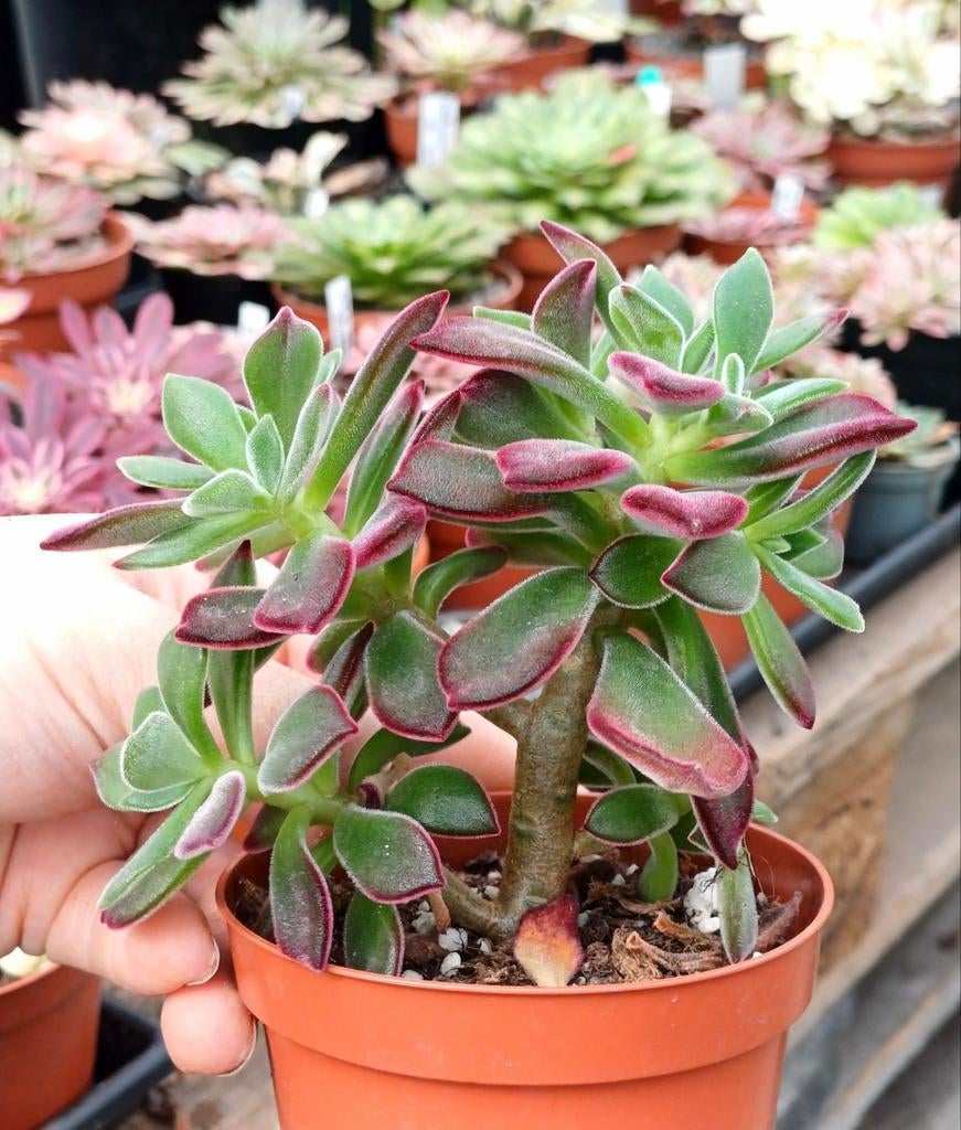 Echeveria pulvinata devotion, Ophalen of Verzenden, Halfschaduw, Minder dan 100 cm