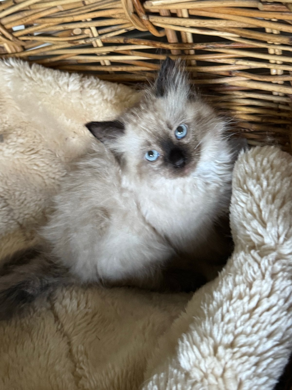 3 siberischeboskat kitten broertjes, Meerdere dieren, Langharig, 0 tot 2 jaar